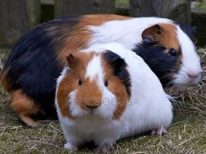 Cute Guinea Pigs – Ready Now