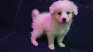 1-3 months Female Purebred Havanese - thumbnail 2