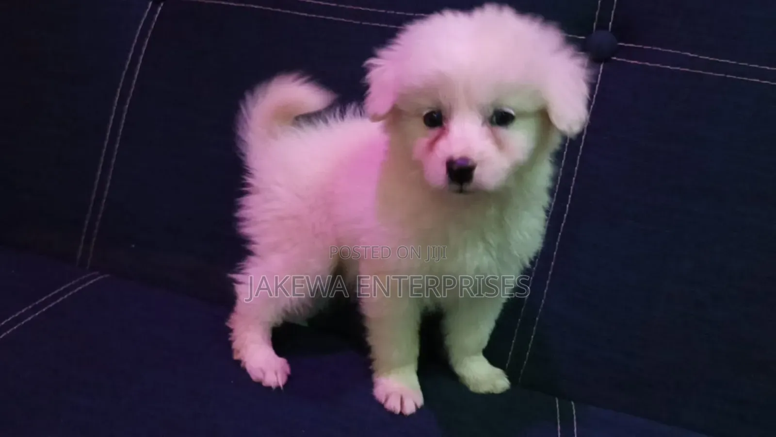 1-3 months Female Purebred Havanese