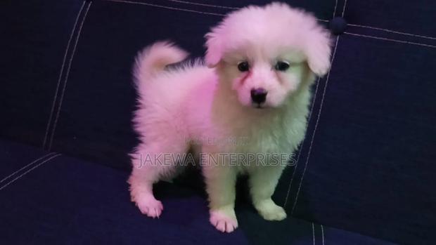 1-3 months Female Purebred Havanese