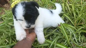1-3 months Male Purebred Havanese