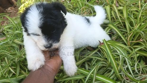 1-3 months Male Purebred Havanese