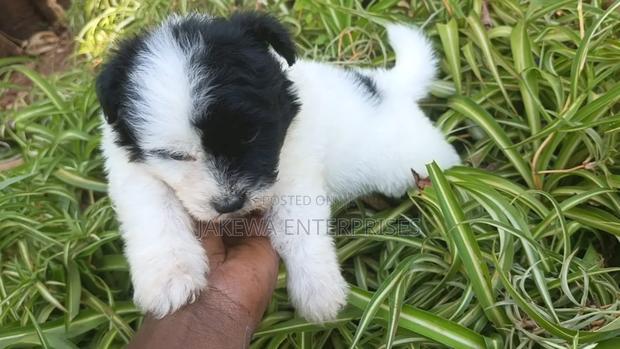 1-3 months Male Purebred Havanese