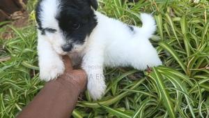 1-3 months Male Purebred Havanese - main view