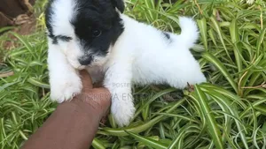 1-3 months Male Purebred Havanese