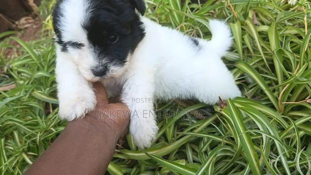 1-3 months Male Purebred Havanese