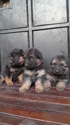 1-3 months Female Purebred German Shepherd