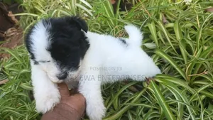 1-3 months Male Purebred Havanese