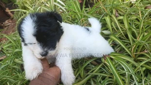 1-3 months Male Purebred Havanese
