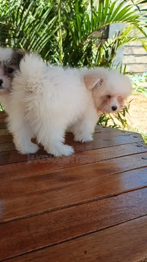 1-3 months Female Purebred Havanese