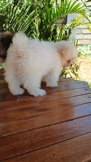 1-3 months Female Purebred Havanese