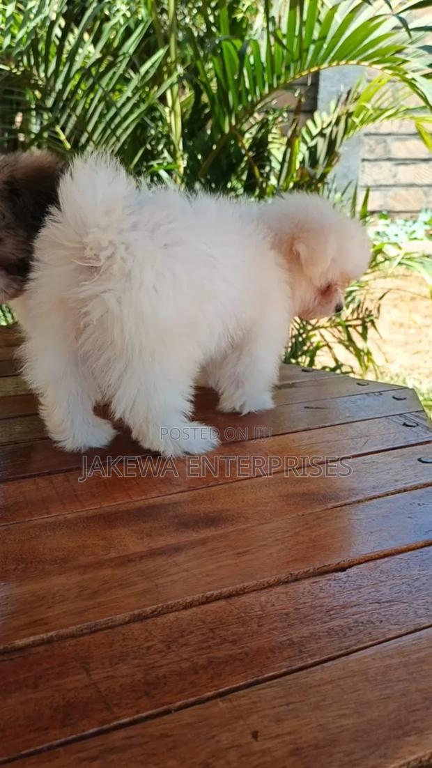 1-3 months Female Purebred Havanese - thumbnail 3