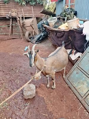 Pregnant Dairy Goat - main view