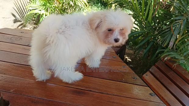 1-3 months Female Purebred Havanese - main view