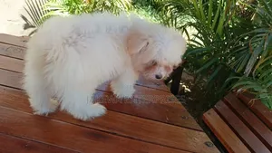 1-3 months Female Purebred Havanese