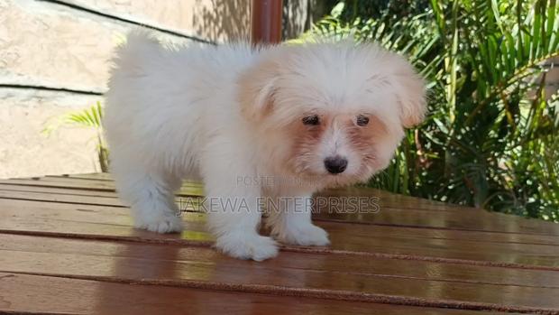 1-3 months Male Purebred Havanese - thumbnail 2