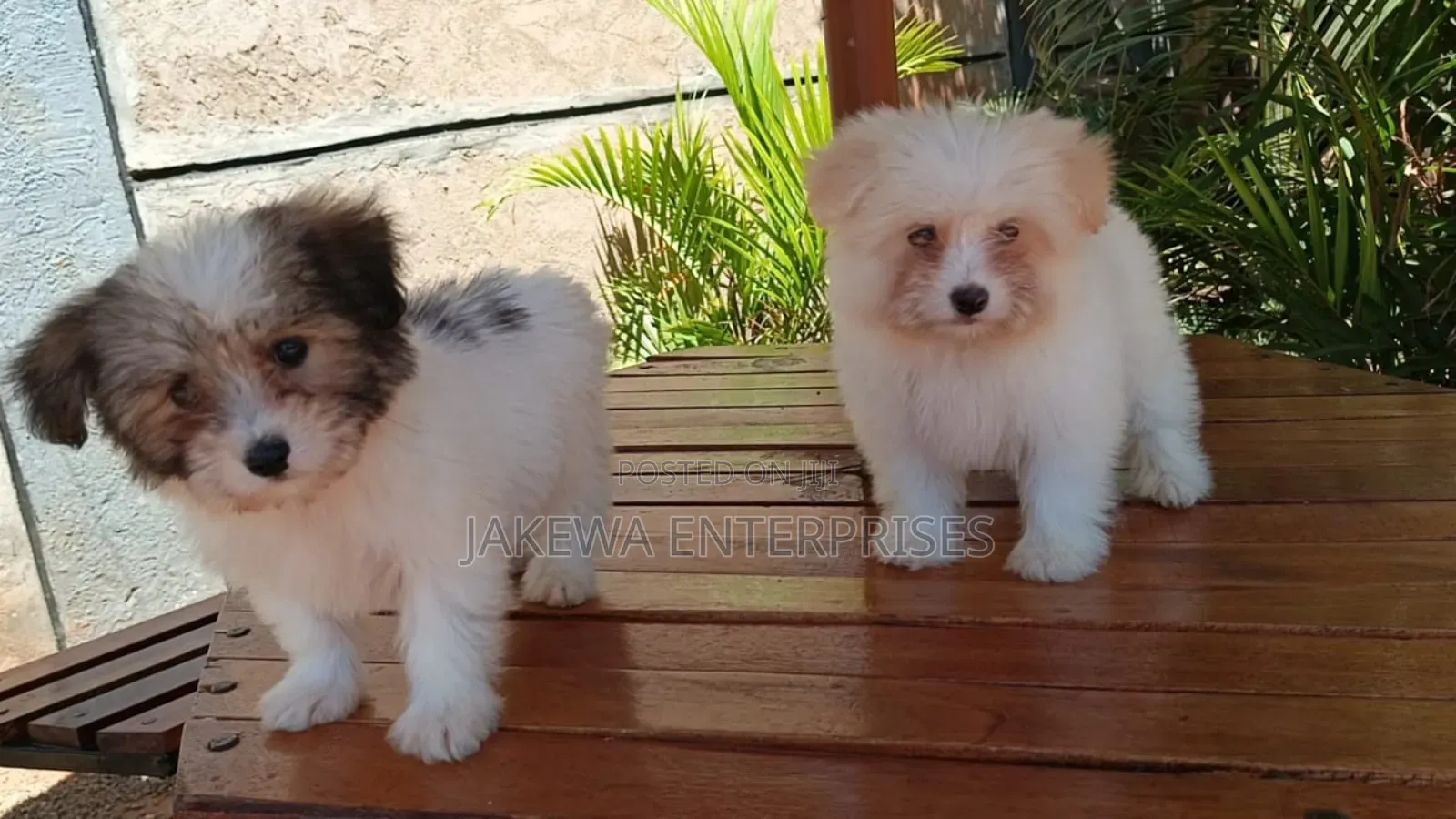 1-3 months Male Purebred Havanese