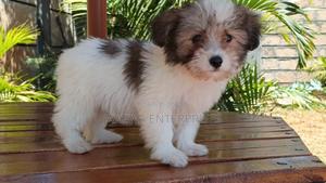 1-3 months Female Purebred Havanese - main view