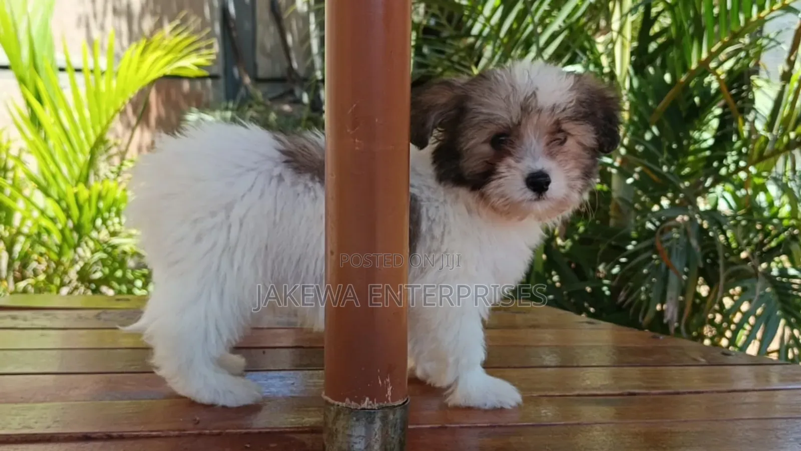 1-3 months Male Purebred Havanese