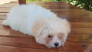 1-3 months Male Purebred Havanese - thumbnail 2