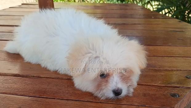 1-3 months Male Purebred Havanese - main view