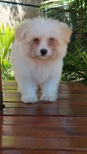 1-3 months Female Purebred Havanese - thumbnail 2