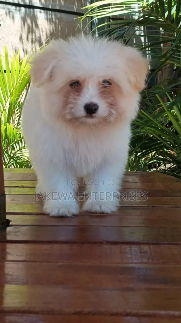 1-3 months Female Purebred Havanese - main view