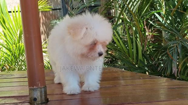 1-3 months Female Purebred Havanese - thumbnail 2