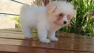 1-3 months Female Purebred Havanese
