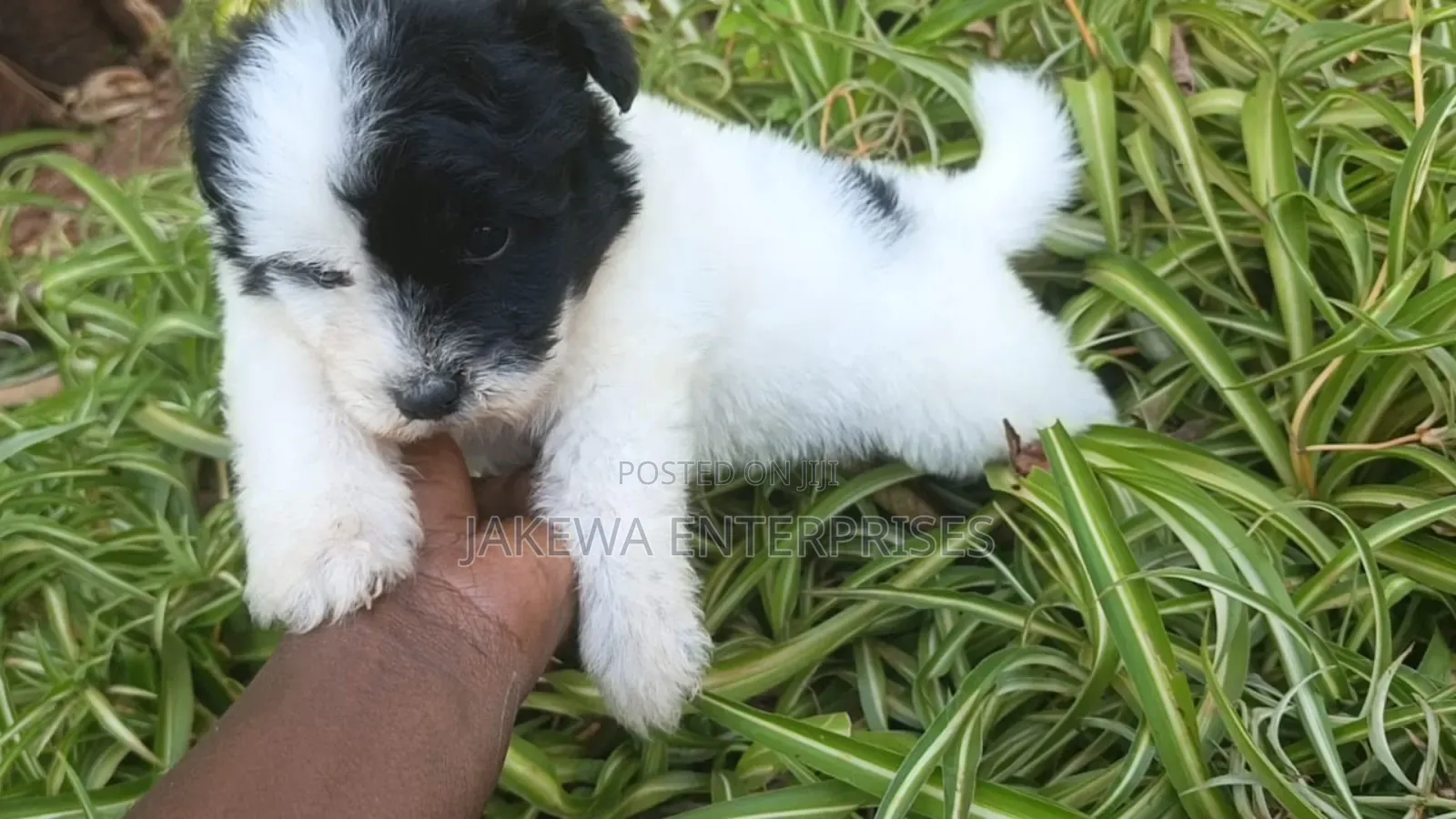 1-3 months Female Purebred Havanese
