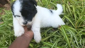 1-3 months Female Purebred Havanese