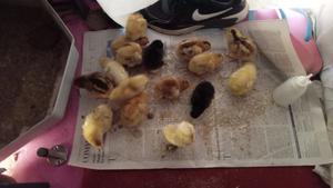 Chicks and Chicken || 1 Weeks _3months Old||Kienyeji.