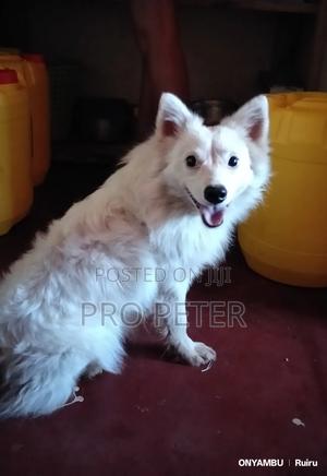 1+ year Male Mixed Breed Japanese Spitz - main view