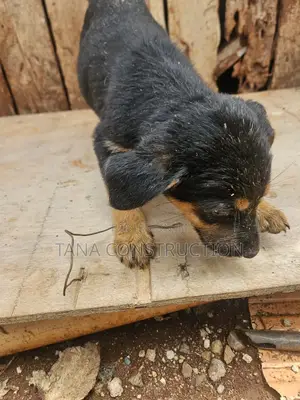 0-1 month Male Mixed Breed Boerboel