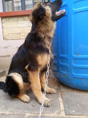 3-6 months Male Purebred German Shepherd - main view