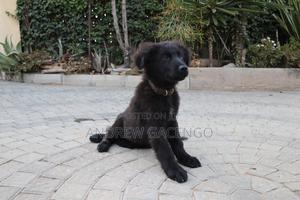 1-3 months Male Purebred German Shepherd