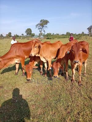 Healthy, Well-Fed Cows Ready for Farming - thumbnail 2