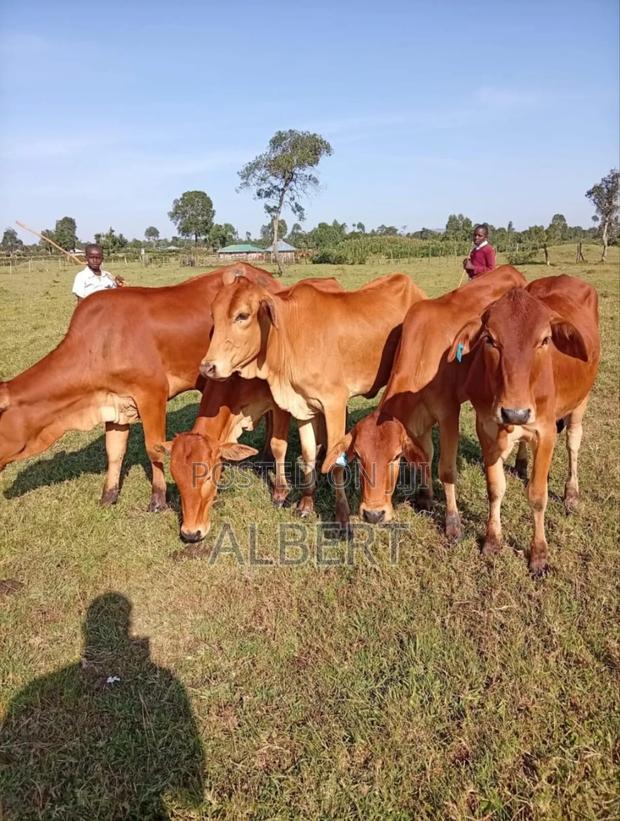 Healthy, Well-Fed Cows Ready for Farming - main view