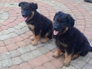 1-3 months Female Purebred German Shepherd - main view