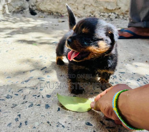 1-3 months Female Purebred Rottweiler - thumbnail 3