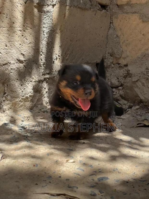 1-3 months Female Purebred Rottweiler - thumbnail 4