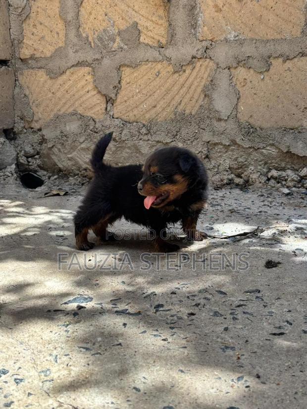 1-3 months Female Purebred Rottweiler - thumbnail 5