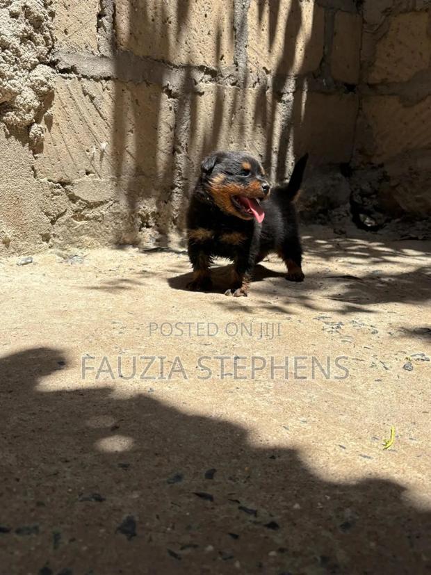 1-3 months Female Purebred Rottweiler - thumbnail 6