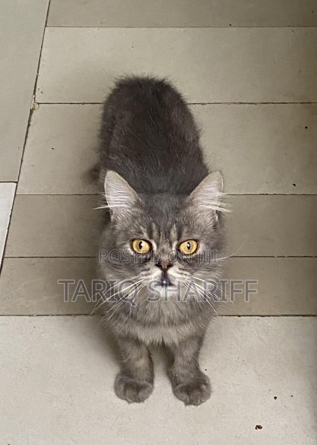 3-6 months Male Purebred Persian