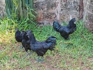 Ayam Cemani Cocks for Sale! - thumbnail 2