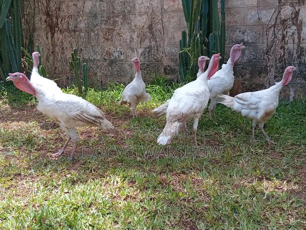 Turkeys for Sale! - main view