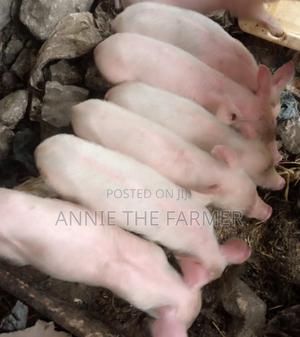 Piglets For Sale - thumbnail 2
