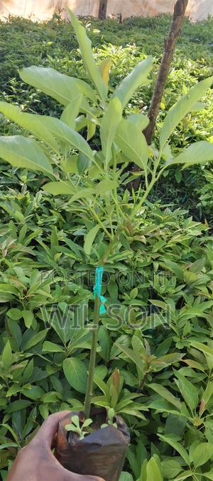 Hass Avocado Seedlings - main view