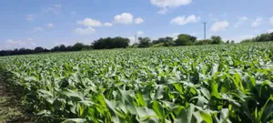 4acres County Kieni Nyeri.
