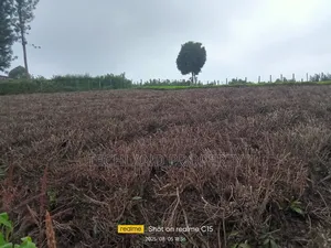 10acre Tea Farm Othaya Nyeri